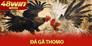 Đá Gà Thomo